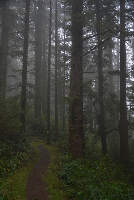 Cape Lookout Trailhead in the fog